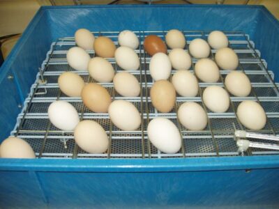 Spring Homestead Projects Image